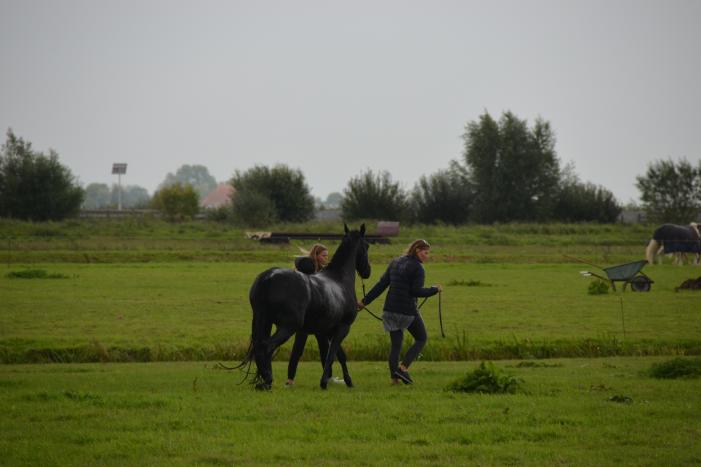 Paard vast in sloot, brandweer bevrijdt het dier