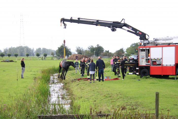 Paard vast in sloot, brandweer bevrijdt het dier
