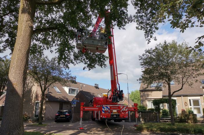 Poes zit hoog in de boom en kan er niet uit