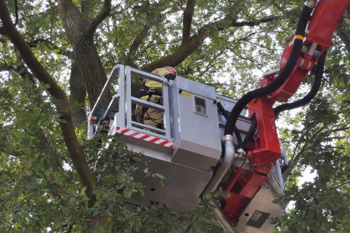 Poes zit hoog in de boom en kan er niet uit