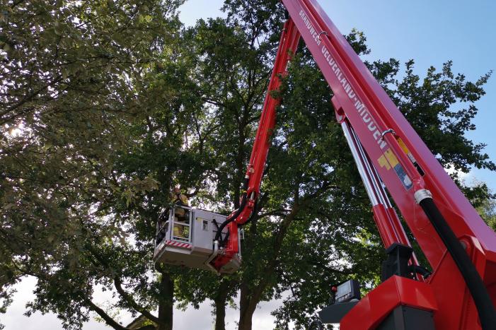 Poes zit hoog in de boom en kan er niet uit