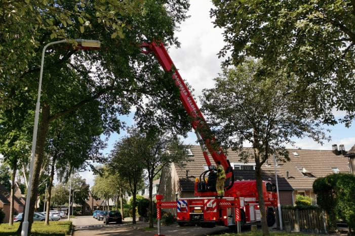 Poes zit hoog in de boom en kan er niet uit