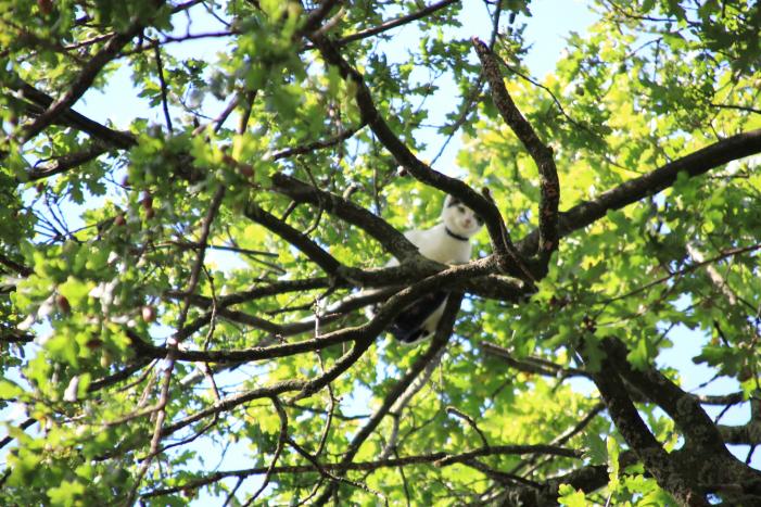 Poes zit hoog in de boom en kan er niet uit