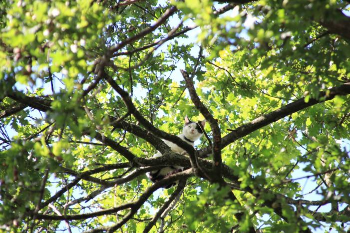 Poes zit hoog in de boom en kan er niet uit