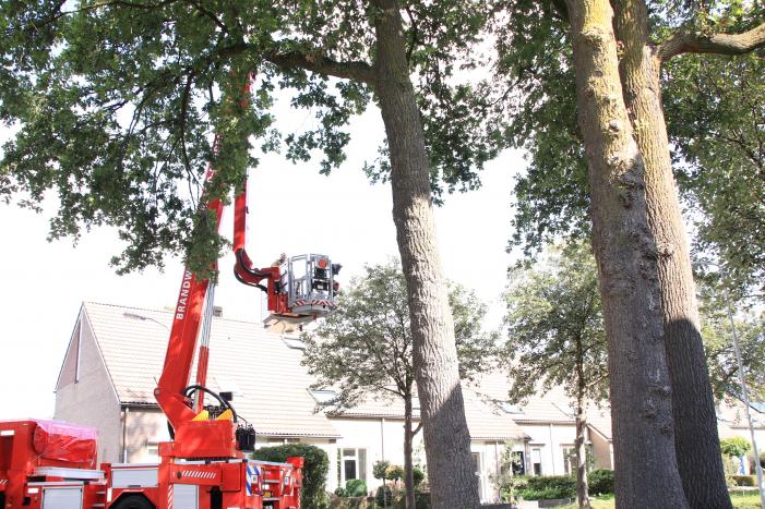 Poes zit hoog in de boom en kan er niet uit