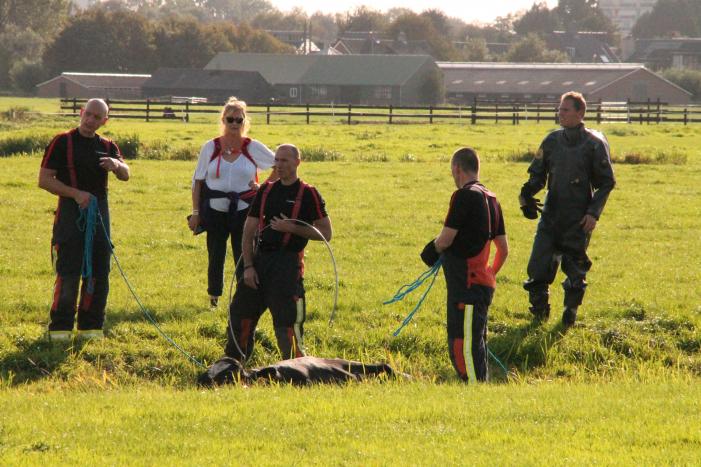 Stier belandt in sloot en wordt gered
