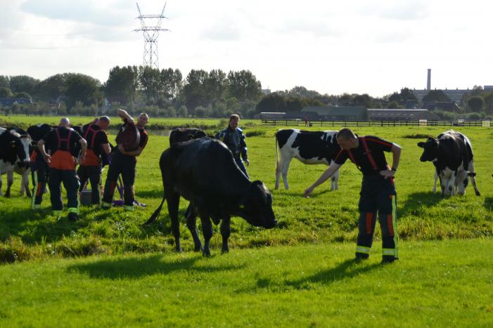 Stier belandt in sloot en wordt gered