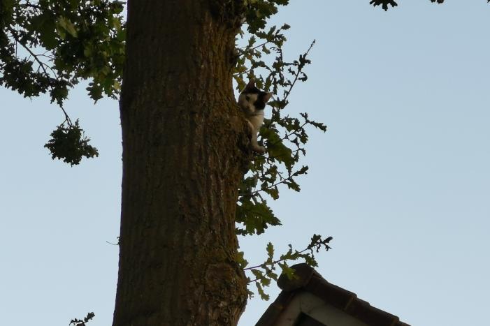 Brandweer doet nieuwe poging kat uit boom te halen