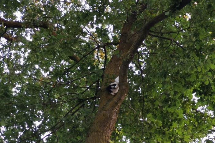 Brandweer doet nieuwe poging kat uit boom te halen