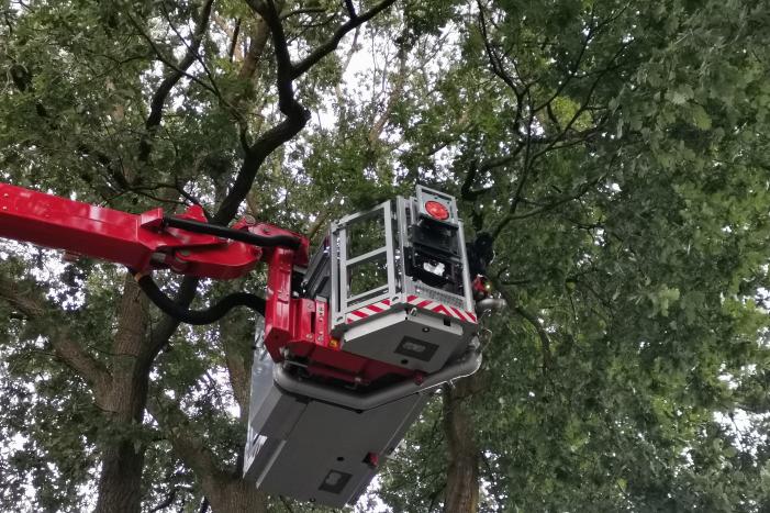 Brandweer doet nieuwe poging kat uit boom te halen