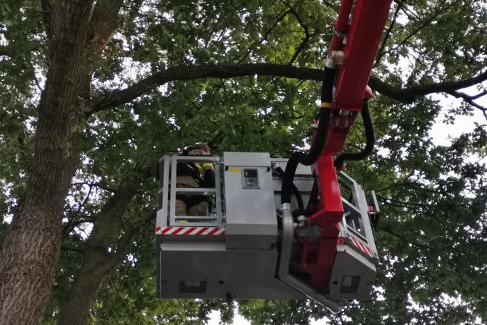 Brandweer doet nieuwe poging kat uit boom te halen