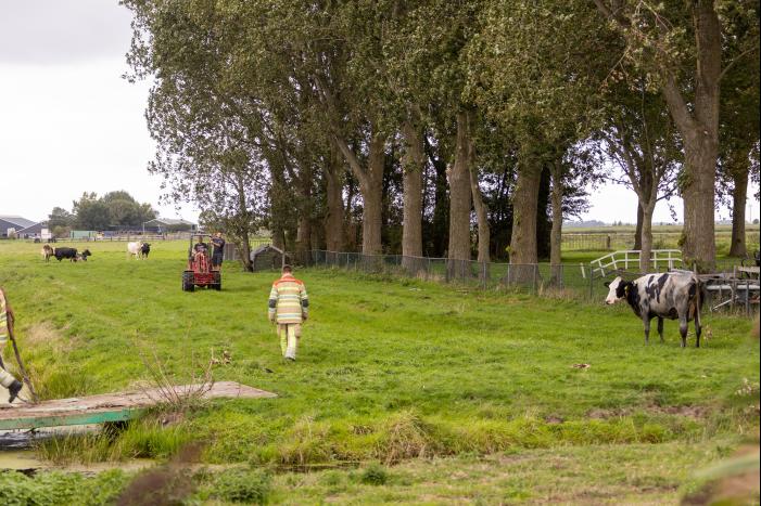 Brandweer trekken koe uit sloot