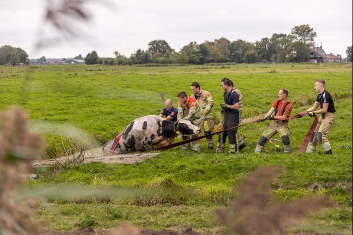 Brandweer trekken koe uit sloot