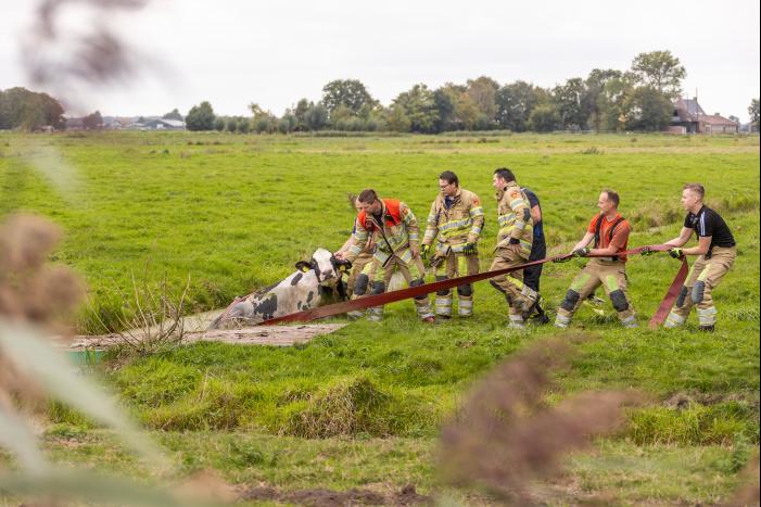Brandweer trekken koe uit sloot