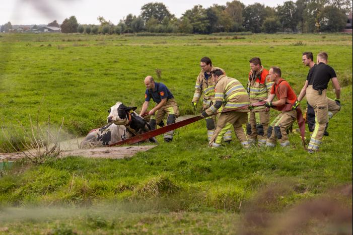 Brandweer trekken koe uit sloot