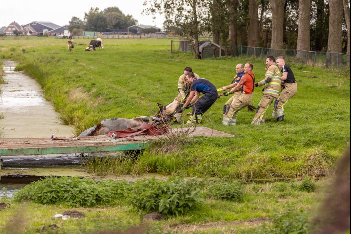 Brandweer trekken koe uit sloot