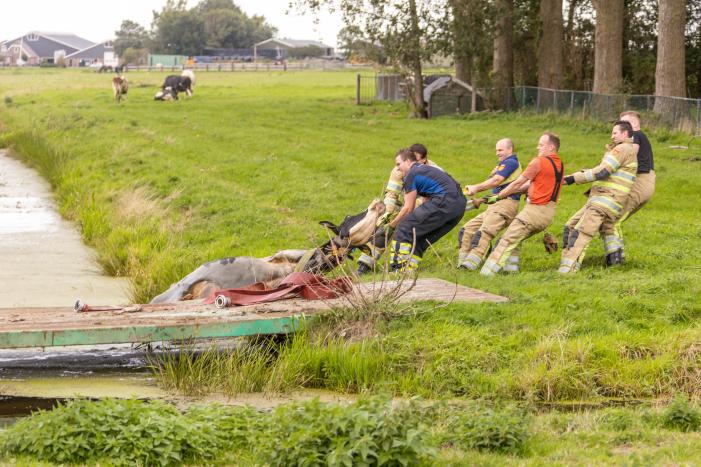 Brandweer trekken koe uit sloot