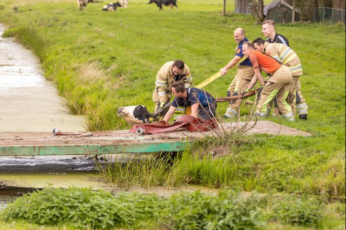 Brandweer trekken koe uit sloot