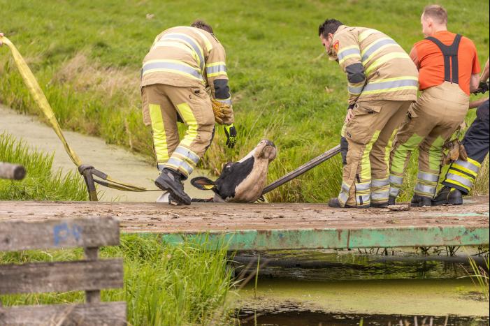 Brandweer trekken koe uit sloot