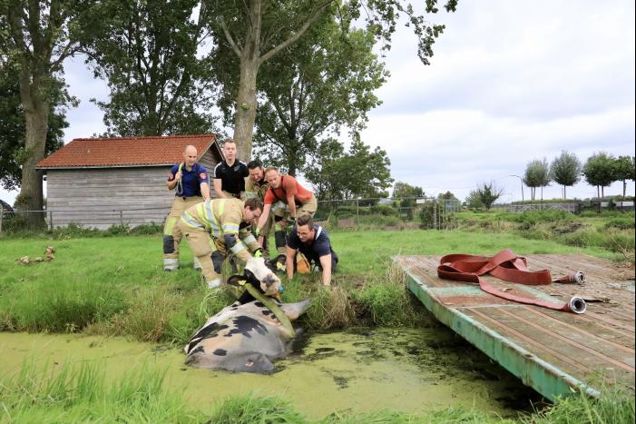 Brandweer trekken koe uit sloot