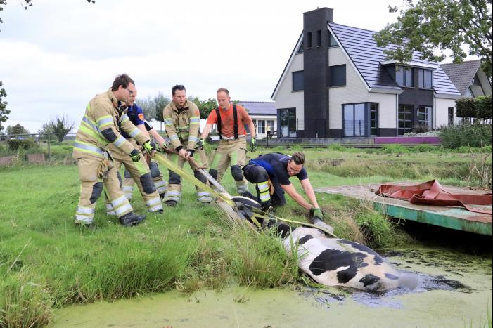 Brandweer trekken koe uit sloot