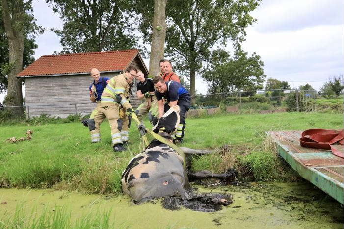 Brandweer trekken koe uit sloot