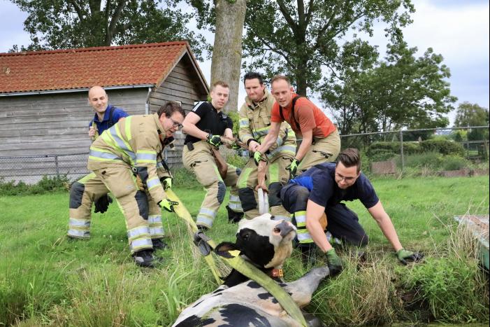 Brandweer trekken koe uit sloot