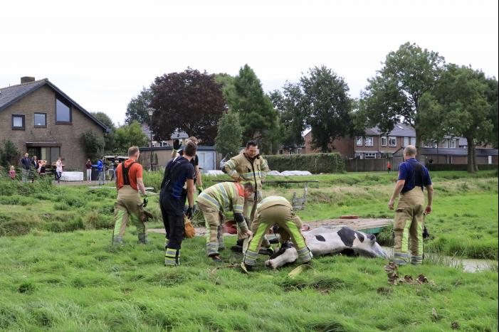 Brandweer trekken koe uit sloot