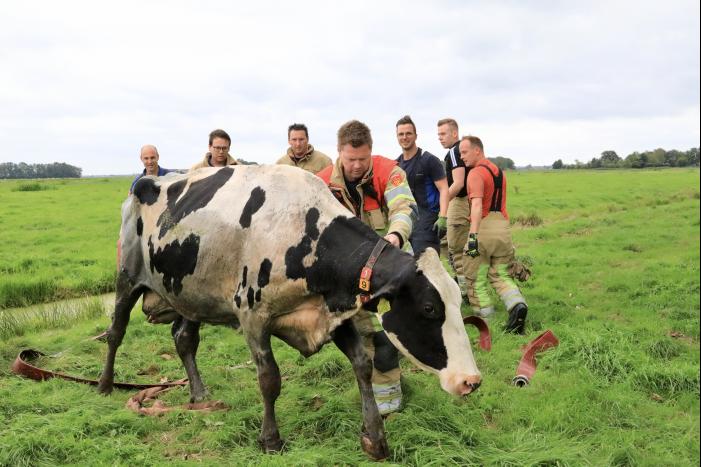 Brandweer trekken koe uit sloot