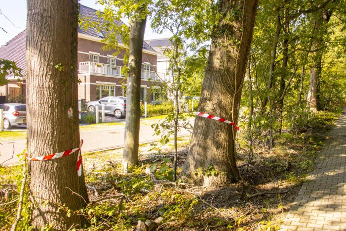 Nieuwe bewoners villawijk redden 17 bomen van kap