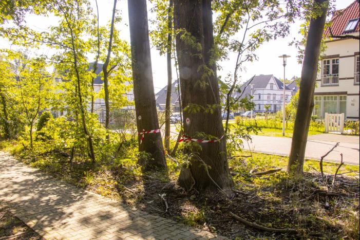 Nieuwe bewoners villawijk redden 17 bomen van kap