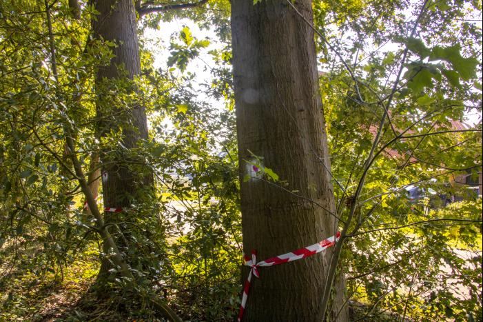Nieuwe bewoners villawijk redden 17 bomen van kap