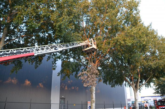 Gevaarlijk hangende tak verwijderd