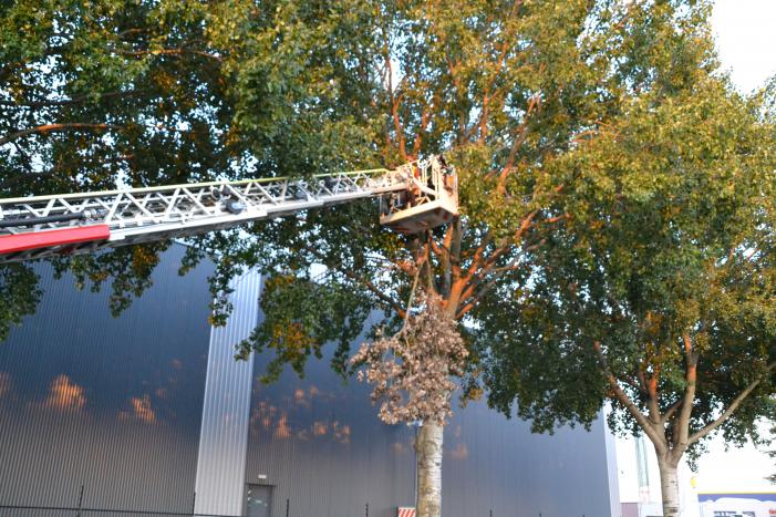 Gevaarlijk hangende tak verwijderd