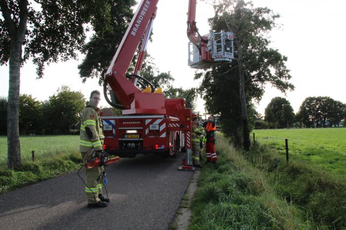 Vuurwerk zorgt voor brand in boom
