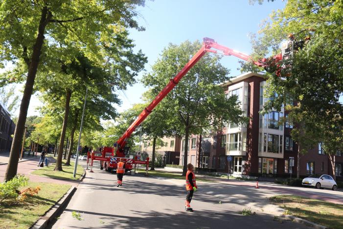 Gevaarlijk hangende takken verwijderd