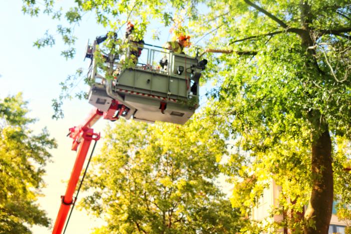 Gevaarlijk hangende takken verwijderd