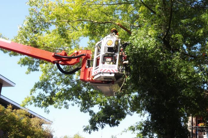 Gevaarlijk hangende takken verwijderd