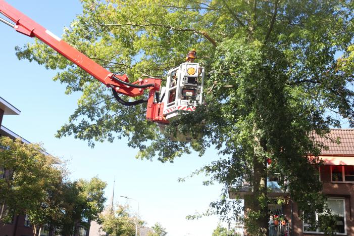 Gevaarlijk hangende takken verwijderd