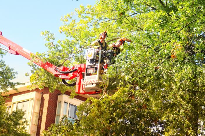 Gevaarlijk hangende takken verwijderd