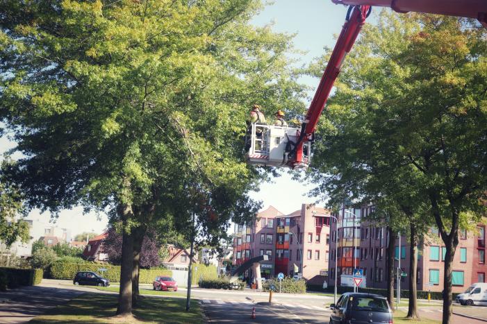 Gevaarlijk hangende takken verwijderd