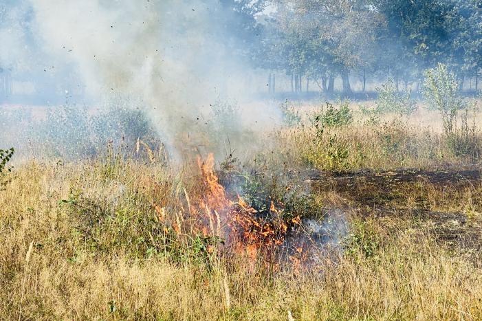 Grote bos heidebrand in natuurgebied