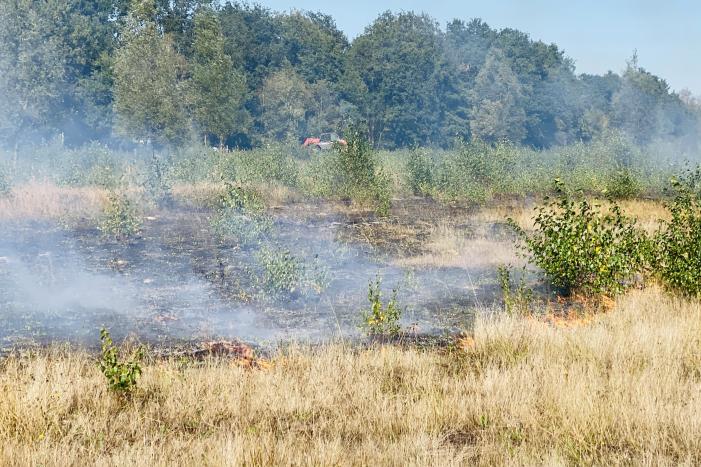 Grote bos heidebrand in natuurgebied
