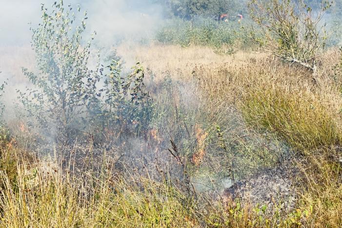 Grote bos heidebrand in natuurgebied