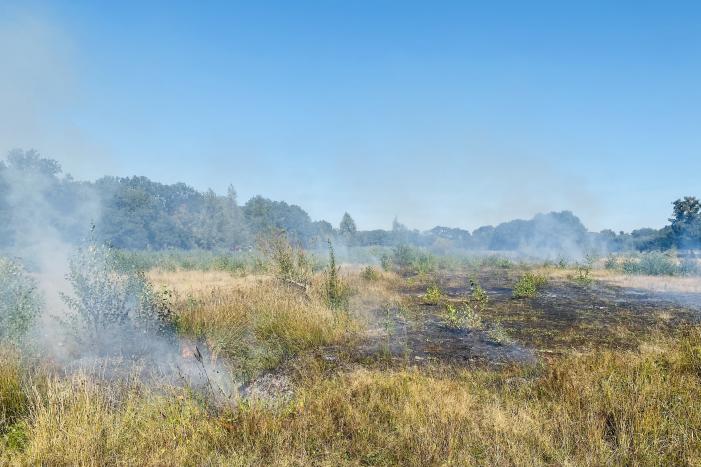 Grote bos heidebrand in natuurgebied