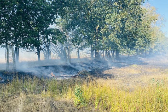 Grote bos heidebrand in natuurgebied