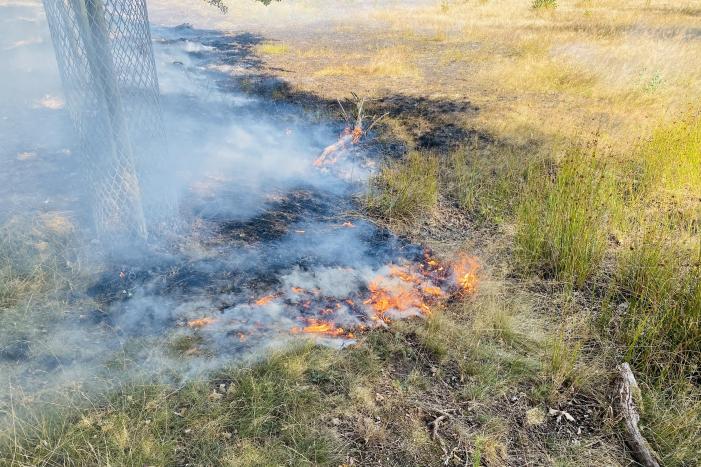 Grote bos heidebrand in natuurgebied