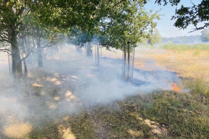 Grote bos heidebrand in natuurgebied
