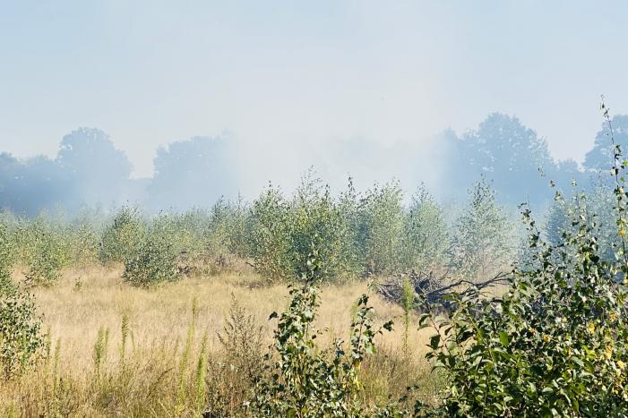 Grote bos heidebrand in natuurgebied