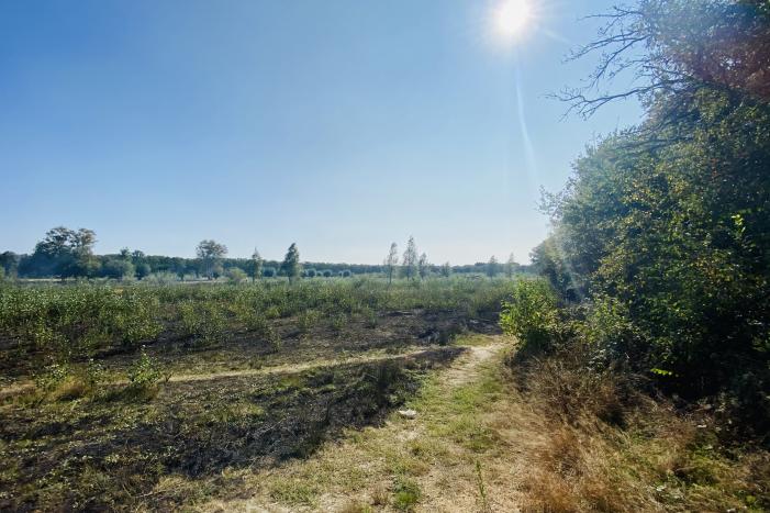 Grote bos heidebrand in natuurgebied